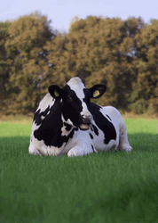 Cow Chewing Grass GIF