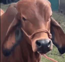 Cow Doing The Rock Eyebrow Meme GIF