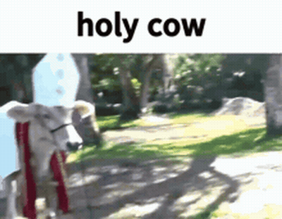 Cow Dressed As Holy Cow Standing In Park GIF