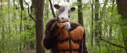 Cow Drinking Coffee