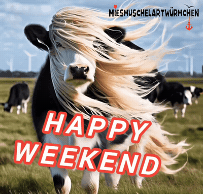 Cow Hair Blowing In Wind Happy Weekend GIF