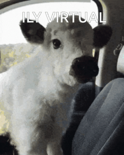 Cow In Back Seat Saying Ily Virtual GIF
