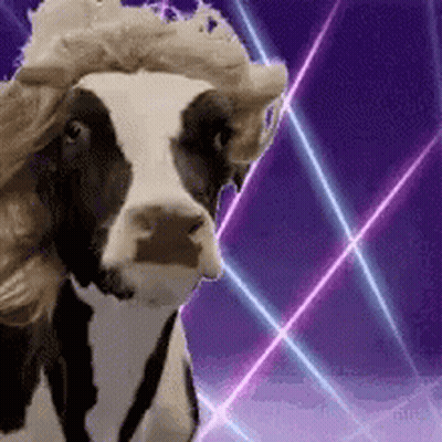 Cow In Cowboy Hat With Purple And Blue Background GIF