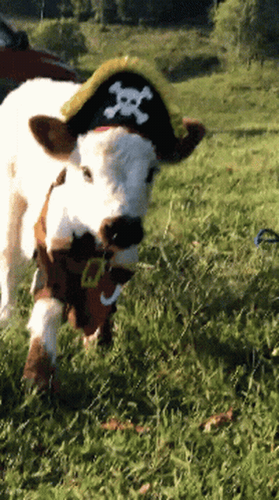 Cow In Pirate Hat With Skull And Crossbones In Grassy Field GIF