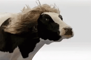 Cow In Wig Hair Turbulence GIF