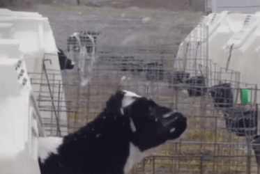 Cow Licking Snowflake GIF