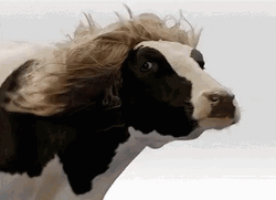 Cow Long Hair Fluttering Fabio Lanzoni Parody GIF