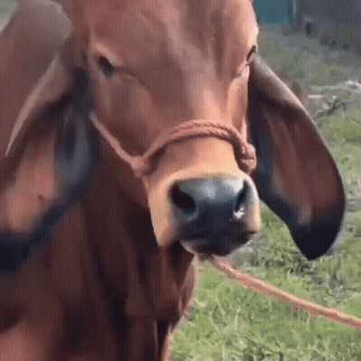 Cow Nose With Rope GIF
