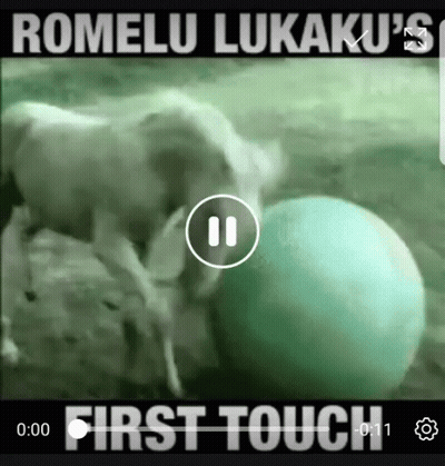 Cow Playing With Green Ball First Touch GIF