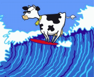 Cow Riding A Wave On A Surfboard GIF