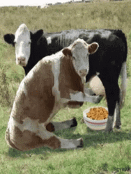 Cow's Milk On Cereal GIF