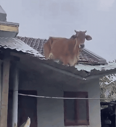 Cow Standing On Roof Of House GIF