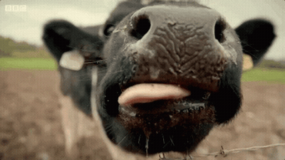 Cow Sticking Tongue Out Drinking Milk GIF