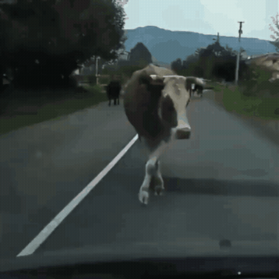 Cow Walking On Blurred Road GIF