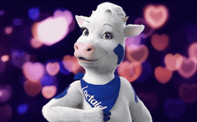 Cow Wearing Blue Lactaid Bandana GIF