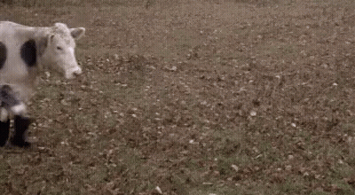 Cow With Black Polka Dots Wearing Black Boots In Field GIF