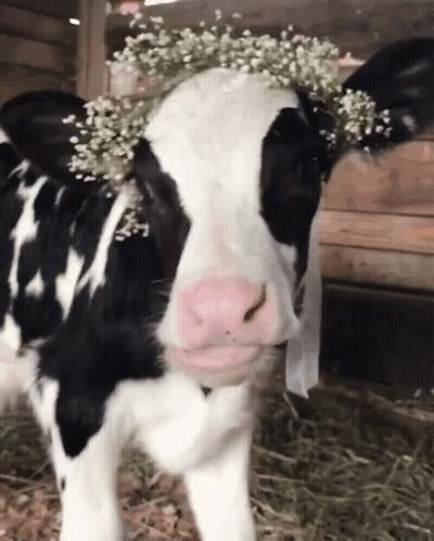 Cow With Flower Crown GIF