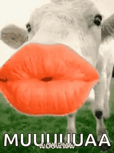 Cow With Red Lips Blowing A Kiss In Field GIF