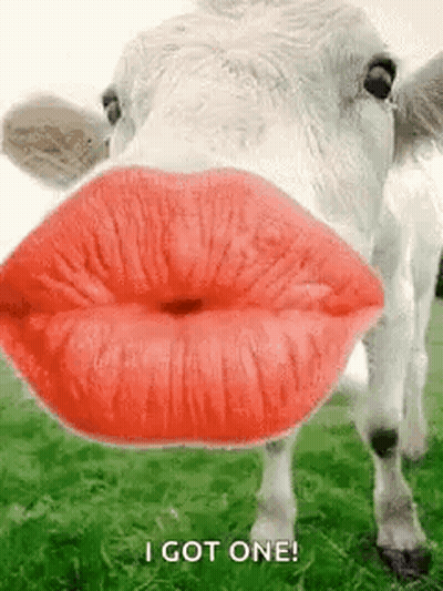 Cow With Red Lips Blowing Kiss In Grass GIF