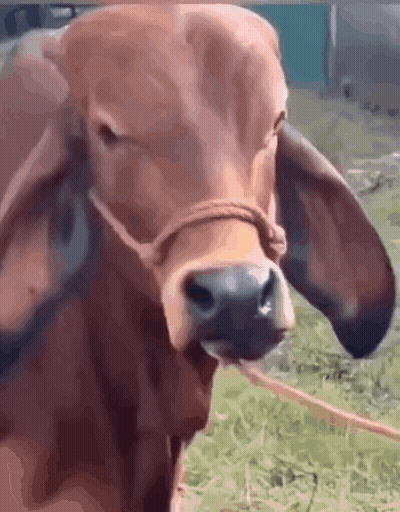 Cow With Rope Around Neck GIF