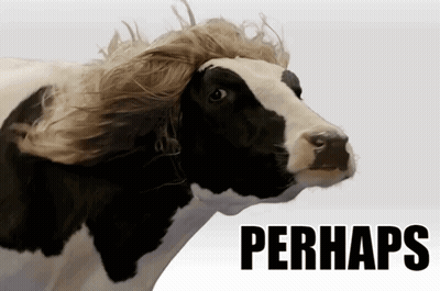 Cow With Wig And Perhaps GIF