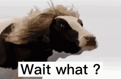 Cow With Wig Looking At Camera GIF