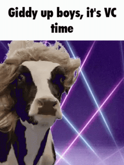 Cow With Wig Saying Giddy Up Boys It's VC Time GIF