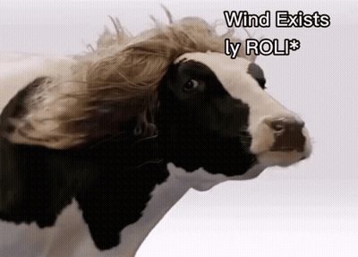 Cow With Wig Saying Wind Exists Ly Rol GIF