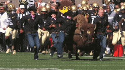 Cowboys And Mascot On Bull On Football Field GIF