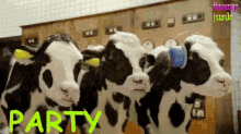 Cows Dancing And Moving Head