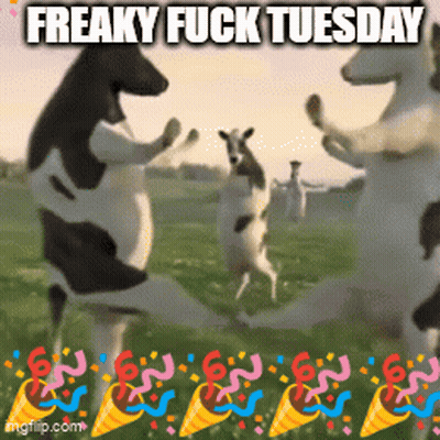 Cows Dancing Freaky Fuck Tuesday GIF