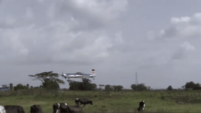 Cows Graze In A Field With A Plane In The Background That Says ' Airways ' On It GIF