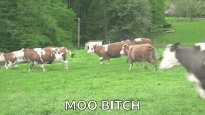 Cows Running With Moo Bitch GIF