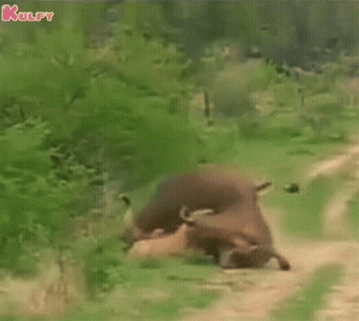 Cows Standing On Dirt Road GIF