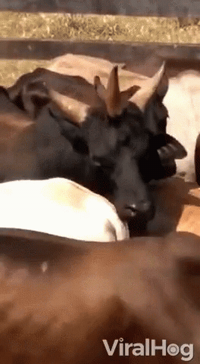 Cows With Horns Laying In Fenced Area GIF