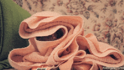 Cozy Cat Blanket Peach Fuzz GIF