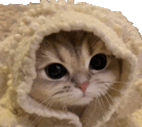 Cozy Cat Cozy Sticker GIF