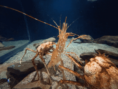 Crab And Shrimp Standing In Tank GIF