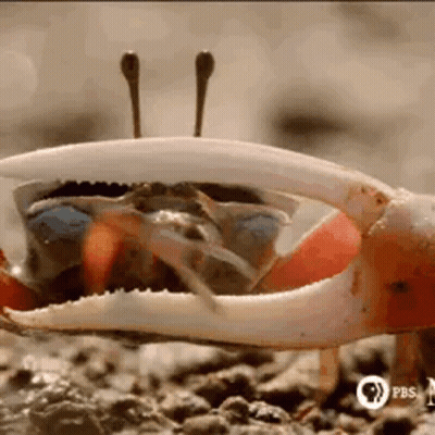 Crab Claws On Rocky Beach GIF