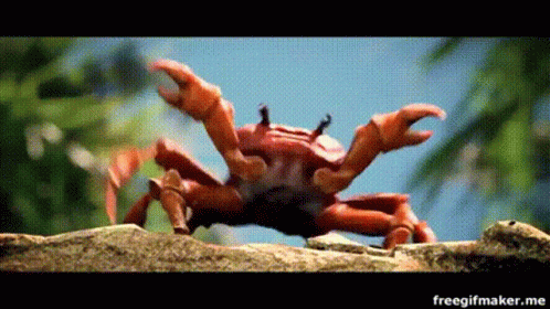 Crab Crawling On Rock GIF
