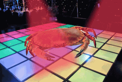 Crab Disco Party Dance
