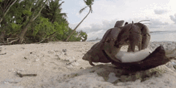 Crab Eating Coconut Beach