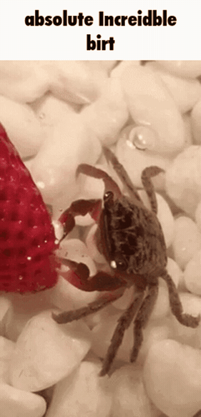 Crab Eating Strawberry Absolute Incredible Birt GIF