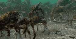 Crab Funny Underwater Ride GIF