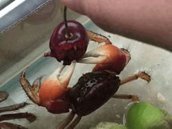 Crab Happy Eating Cherry