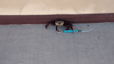 Crab Holding Knife GIF