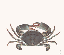 Crab Old Bay Cartoon