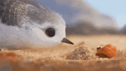 Crab On Bird Boop GIF