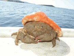 Crab Orange Shell Sparkle