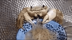 Crab Pet Eating Noodles GIF